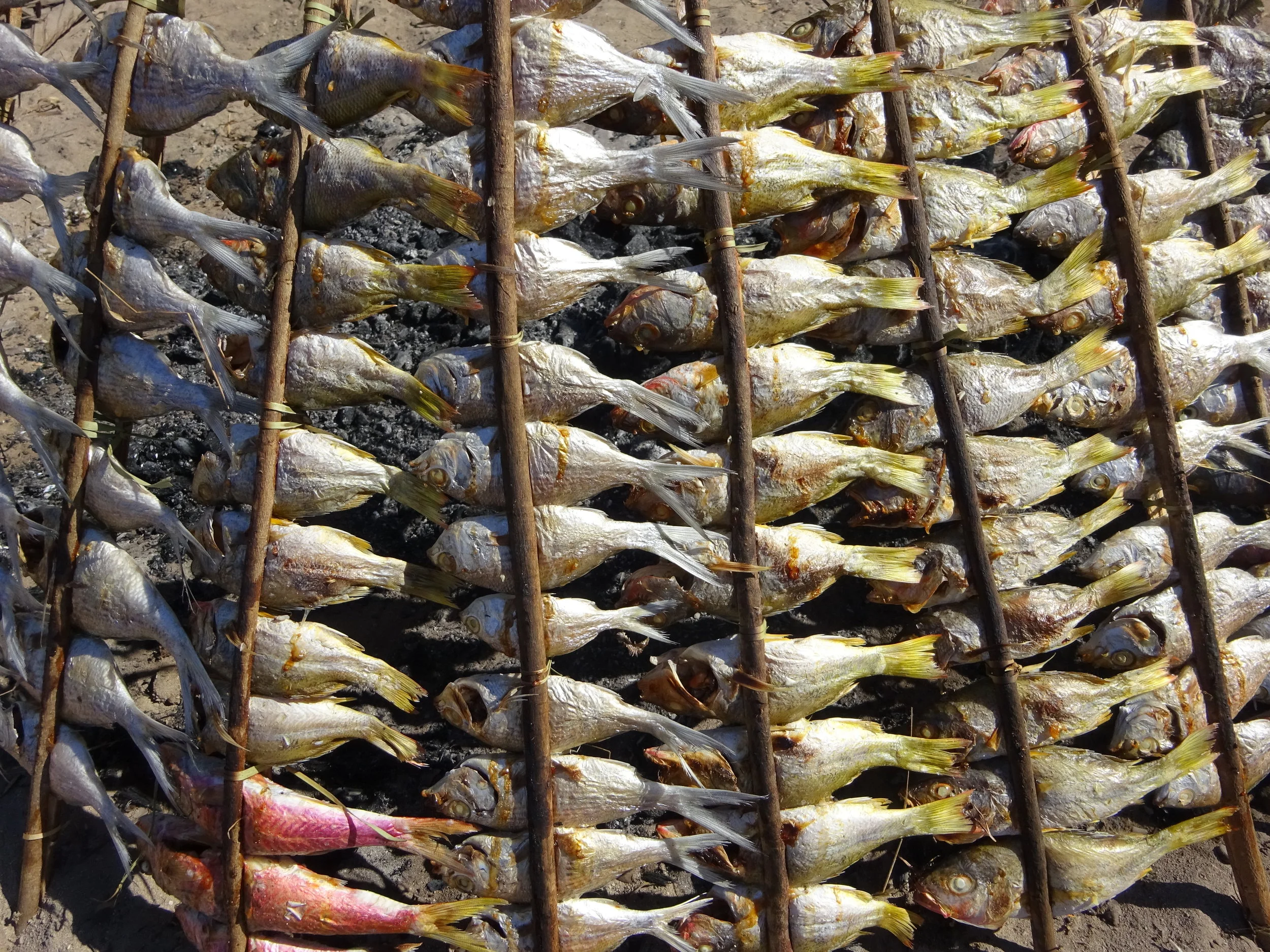 Rows of fish drying on a wooden rack over charcoal