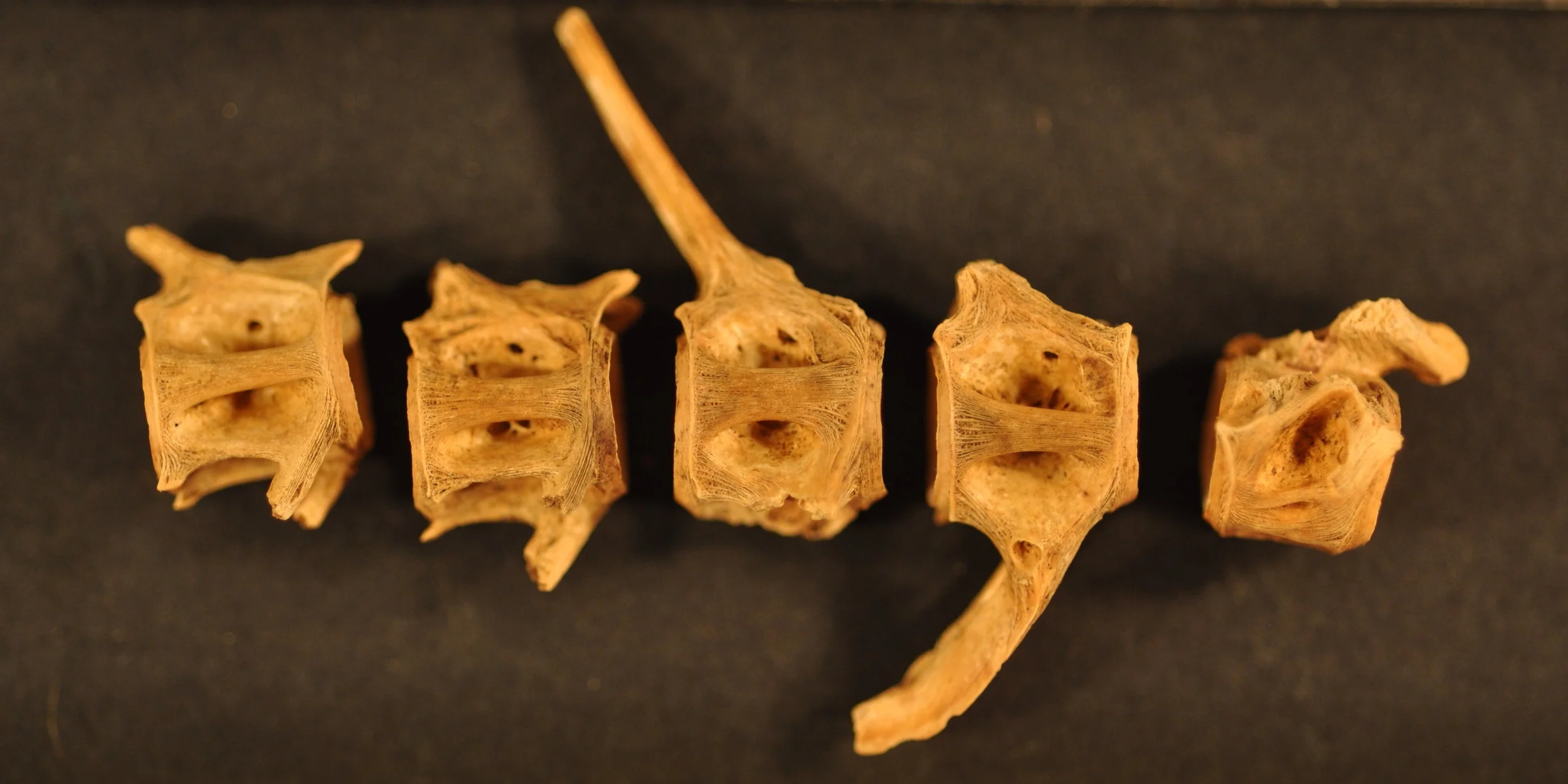 Five archaeological fish vertebrae arranged in a row for study
